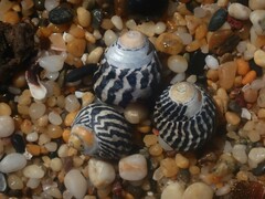 Austrocochlea porcata