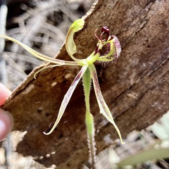 Caladenia barbarossa