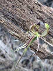 Caladenia barbarossa