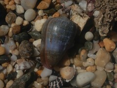 Conus papilliferus