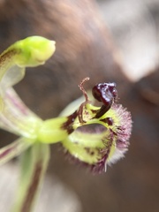 Caladenia barbarossa
