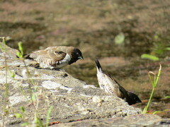Spermestes cucullata scutata
