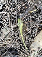 Caladenia barbarossa