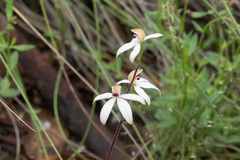 Caladenia cucullata