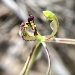 Caladenia barbarossa