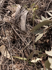 Caladenia barbarossa