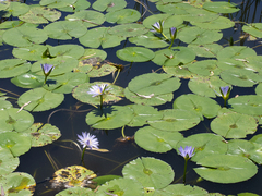 Nymphaea nouchali