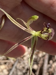Caladenia barbarossa
