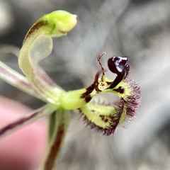 Caladenia barbarossa