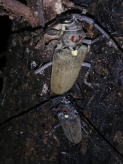 Batocera