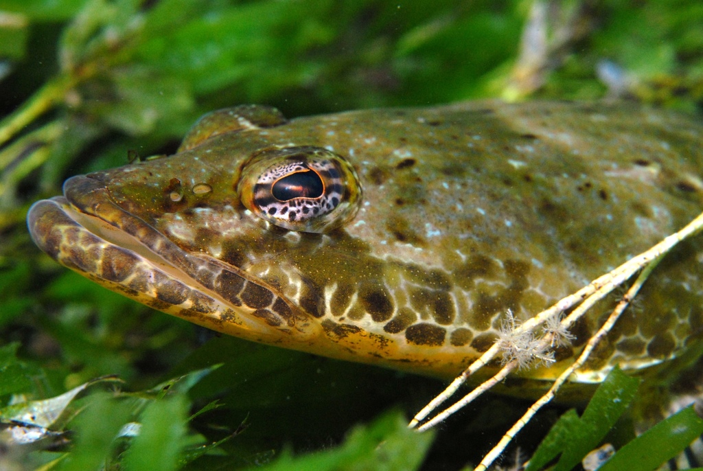 Black flathead (Platycephalus laevigatus) — Platycephalidae