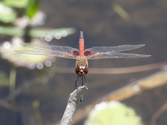 Tramea loewii