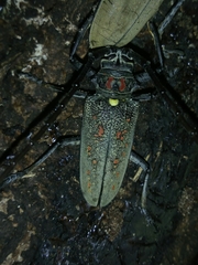 Batocera