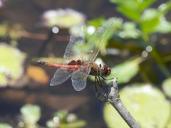 Tramea loewii