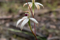 Caladenia cucullata