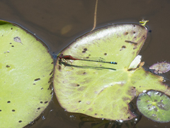 Xanthagrion erythroneurum