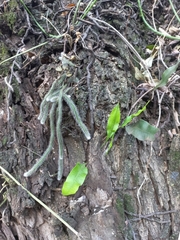 Microgramma squamulosa