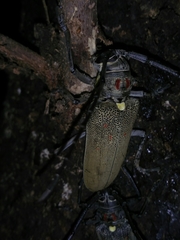 Batocera