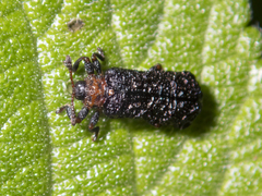 Octotoma scabripennis