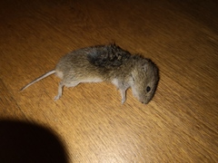 Micromys minutus