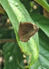 Elymnias hypermnestra beatrice