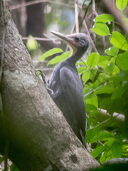 Mulleripicus pulverulentus