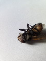 Phasia aurigera