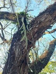 Epiphyllum phyllanthus