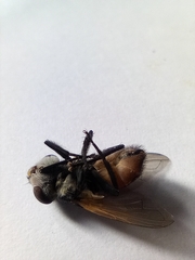 Phasia aurigera