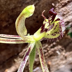 Caladenia barbarossa