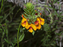Pultenaea humilis