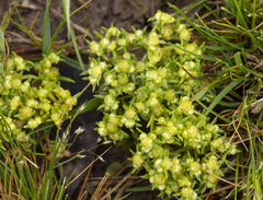 Siloxerus multiflorus