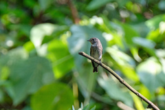 Muscicapa sibirica