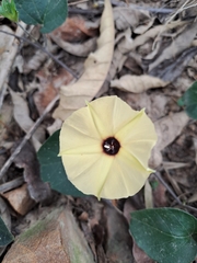 Hewittia malabarica