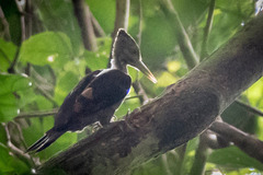 Reinwardtipicus validus