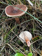 Lactarius hepaticus