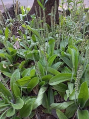 Plantago australis