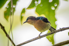 Chalcoparia singalensis