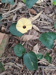 Hewittia malabarica