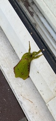 Aenetus eximia