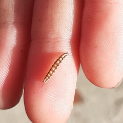 Swammerdamia pyrella