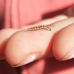 Swammerdamia pyrella