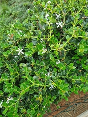 Carissa macrocarpa