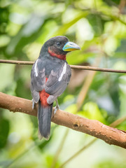 Cymbirhynchus macrorhynchos