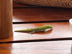 Phelsuma laticauda laticauda