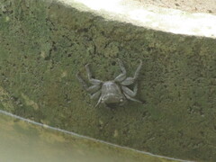 Sesarmidae