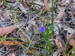 Violaceae