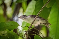 Malacopteron cinereum