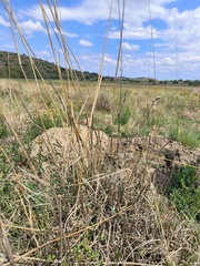 Cymbopogon pospischilii