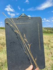 Cymbopogon pospischilii
